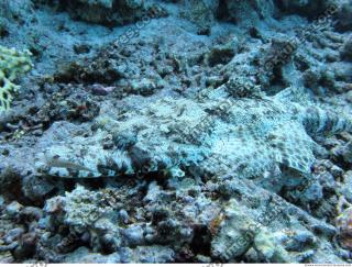 Crocodilefish Cymbacephalus beauforti 2